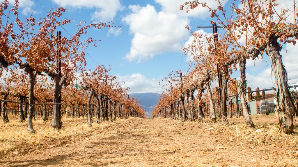 Producción de vino en Chile