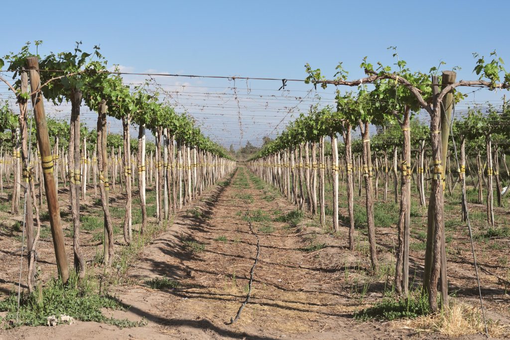 Producción de vino en Chile